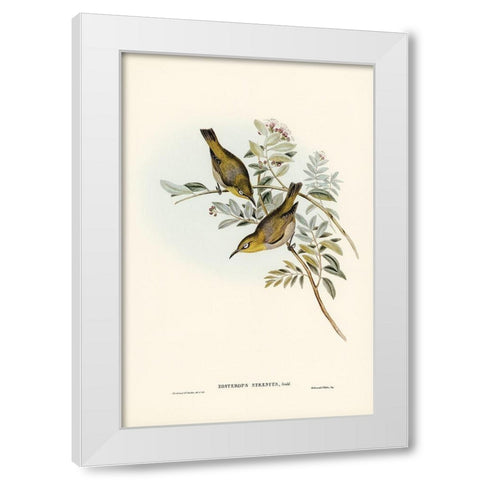 Robust Zosterops-Zosterops strenuus White Modern Wood Framed Art Print by Gould, John