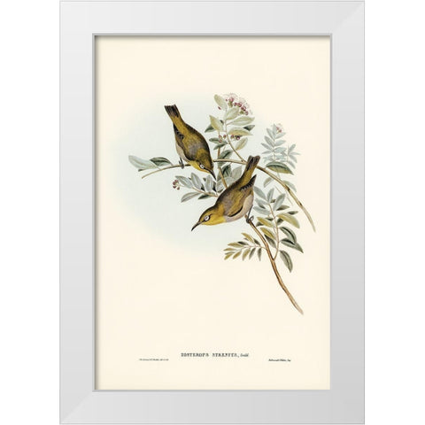 Robust Zosterops-Zosterops strenuus White Modern Wood Framed Art Print by Gould, John