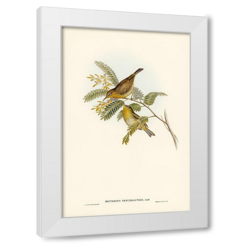 Slender-billed Zosterops-Zosterops tenuirostris White Modern Wood Framed Art Print by Gould, John