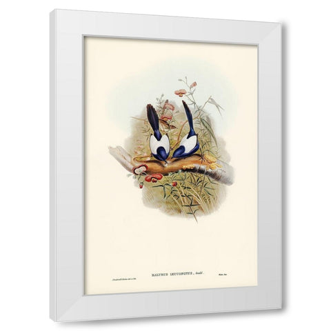 White-backed Superb Warbler-Malurus leuconotus White Modern Wood Framed Art Print by Gould, John