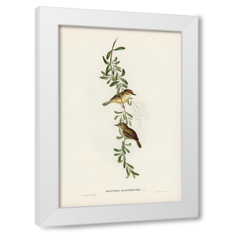Large-billed Sericornis-Sericornis magnirostris White Modern Wood Framed Art Print by Gould, John