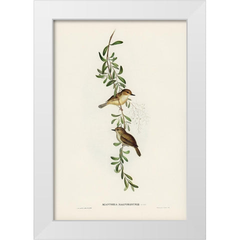 Large-billed Sericornis-Sericornis magnirostris White Modern Wood Framed Art Print by Gould, John