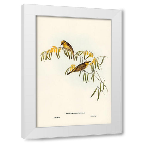 Plumed Honey-eater-Ptilotis plumulus White Modern Wood Framed Art Print by Gould, John