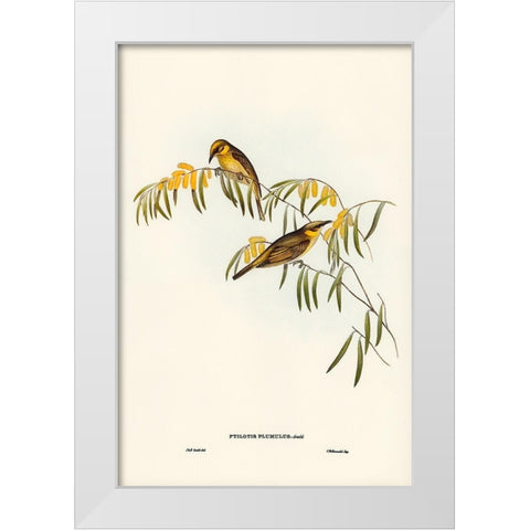 Plumed Honey-eater-Ptilotis plumulus White Modern Wood Framed Art Print by Gould, John