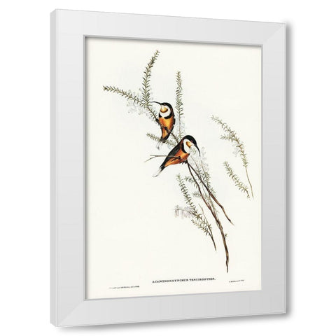 Slender-billed Spine-bill-Acanthorhynchus tenuirostris White Modern Wood Framed Art Print by Gould, John