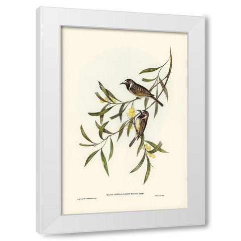 White-fronted Honey-eater-Glyciphila albifrons White Modern Wood Framed Art Print by Gould, John