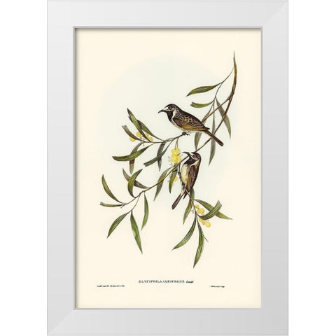 White-fronted Honey-eater-Glyciphila albifrons White Modern Wood Framed Art Print by Gould, John