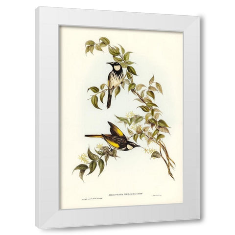 White-cheeked Honey-eater-Meliphaga sericea White Modern Wood Framed Art Print by Gould, John