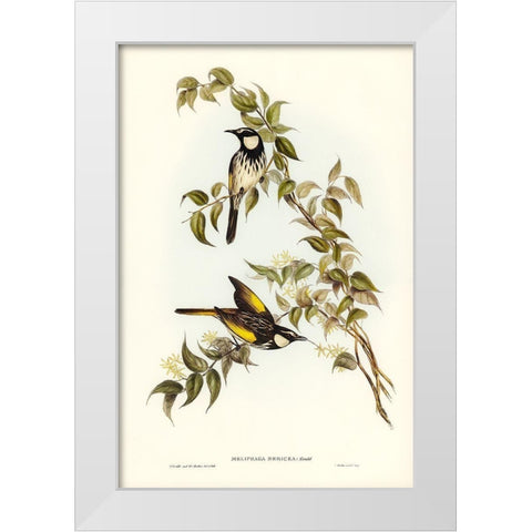 White-cheeked Honey-eater-Meliphaga sericea White Modern Wood Framed Art Print by Gould, John