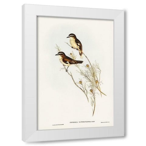 White-eyebrowed Robin-Petroica superciliosa White Modern Wood Framed Art Print by Gould, John