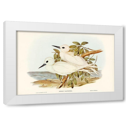 White Tern-Gygis candida White Modern Wood Framed Art Print by Gould, John