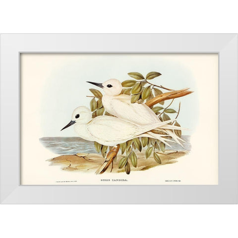 White Tern-Gygis candida White Modern Wood Framed Art Print by Gould, John