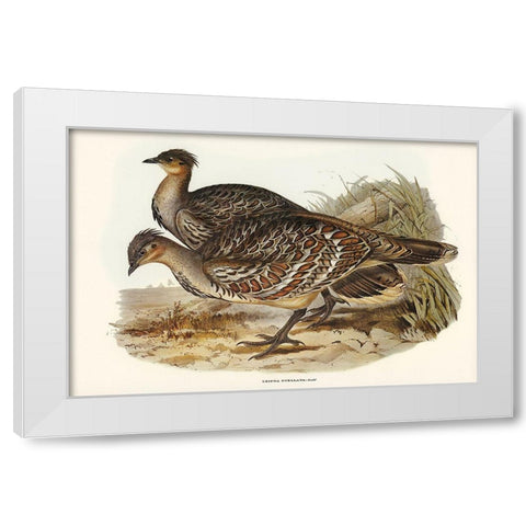 Ocellated Leipoa-Leipoa ocellata White Modern Wood Framed Art Print by Gould, John