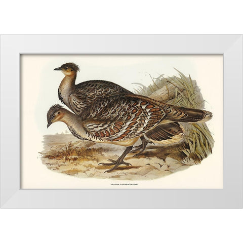 Ocellated Leipoa-Leipoa ocellata White Modern Wood Framed Art Print by Gould, John