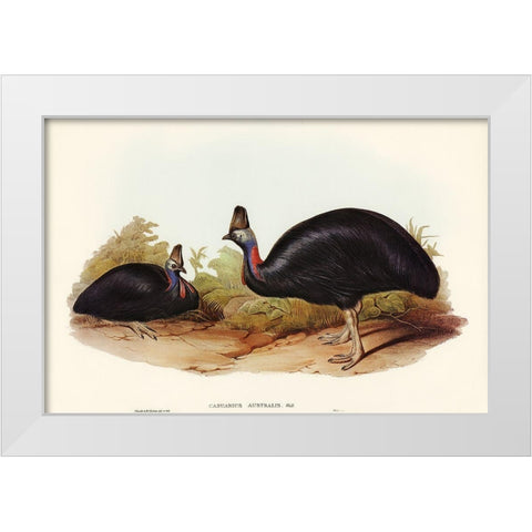 Australian Cassowary-Casuarius australis White Modern Wood Framed Art Print by Gould, John