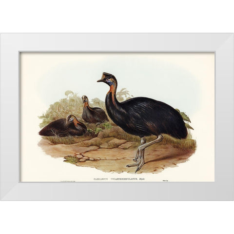 One-carunculated Cassowary-Casuarius uniappendiculatus White Modern Wood Framed Art Print by Gould, John