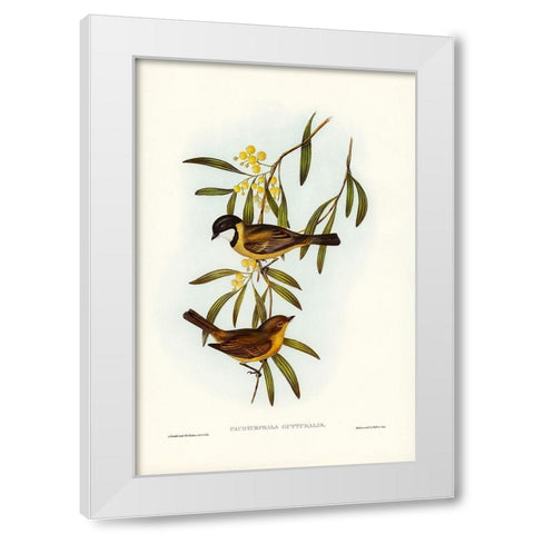 Guttural Pachycephala-Pachycephala gutturalis White Modern Wood Framed Art Print by Gould, John