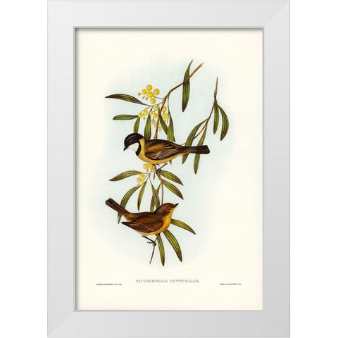 Guttural Pachycephala-Pachycephala gutturalis White Modern Wood Framed Art Print by Gould, John