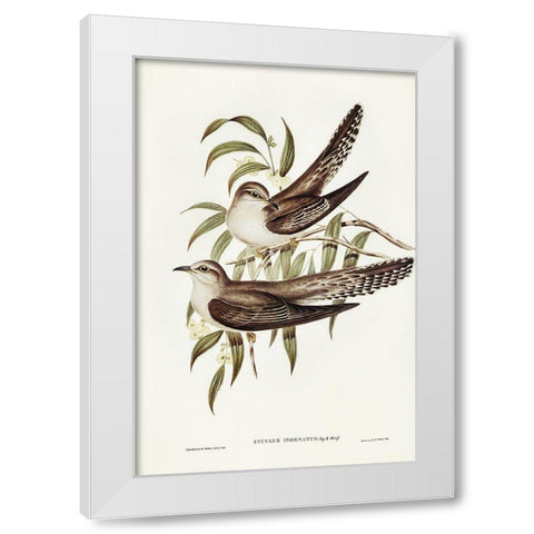 Unadorned Cuckoo-Cuculus inornatus White Modern Wood Framed Art Print by Gould, John