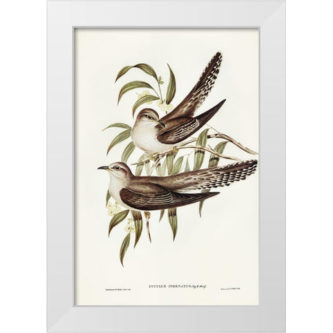 Unadorned Cuckoo-Cuculus inornatus White Modern Wood Framed Art Print by Gould, John