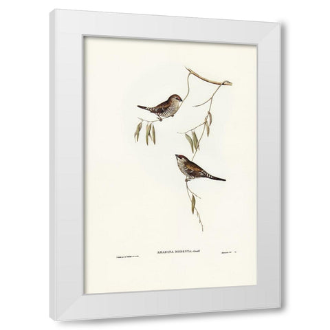 Plain-coloured Finch-Amadina modesta White Modern Wood Framed Art Print by Gould, John