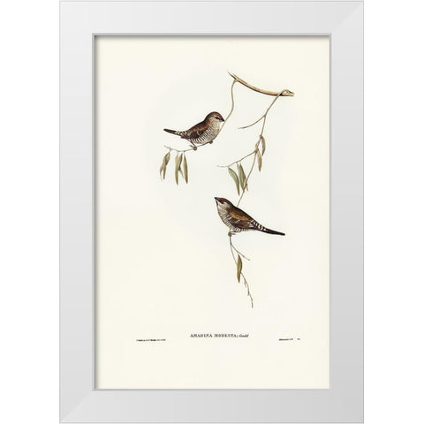 Plain-coloured Finch-Amadina modesta White Modern Wood Framed Art Print by Gould, John