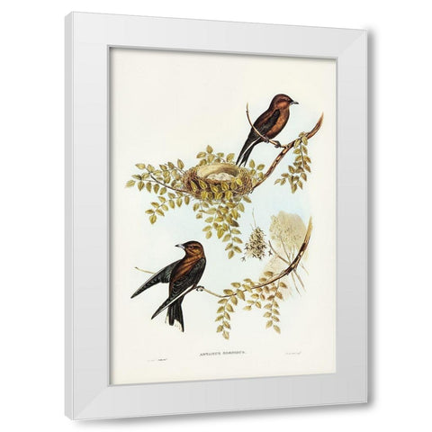 Wood Swallow-Artamus sordid White Modern Wood Framed Art Print by Gould, John