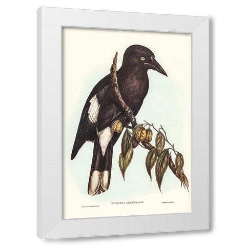 Hill Crow-Shrike-Strepera argot White Modern Wood Framed Art Print by Gould, John
