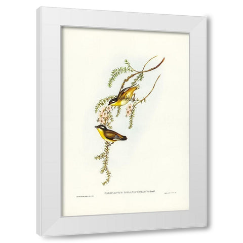 Black-headed Pardalote-Pardalotus melanocephalus White Modern Wood Framed Art Print by Gould, John