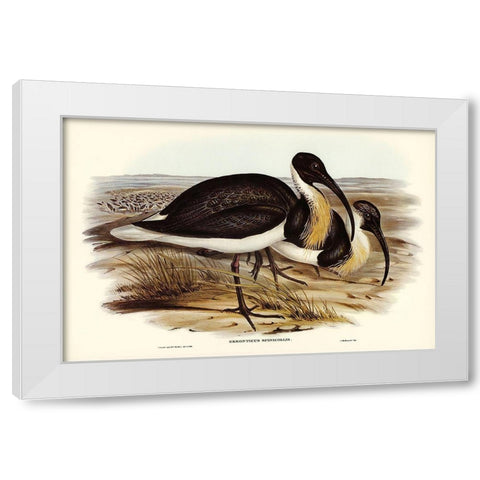 Straw-necked Ibis-Geronticus spinicollis White Modern Wood Framed Art Print by Gould, John
