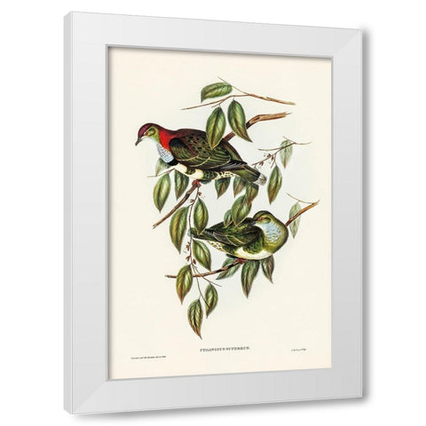 Superb Fruit Pigeon-Ptilinopus superbus White Modern Wood Framed Art Print by Gould, John