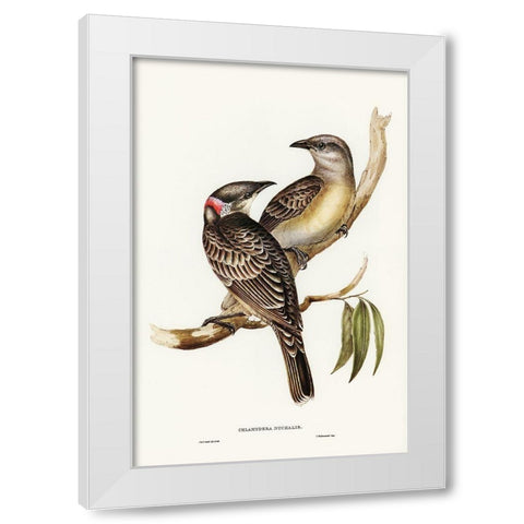 Great Bower Bird-Chlamydera nuchalis White Modern Wood Framed Art Print by Gould, John