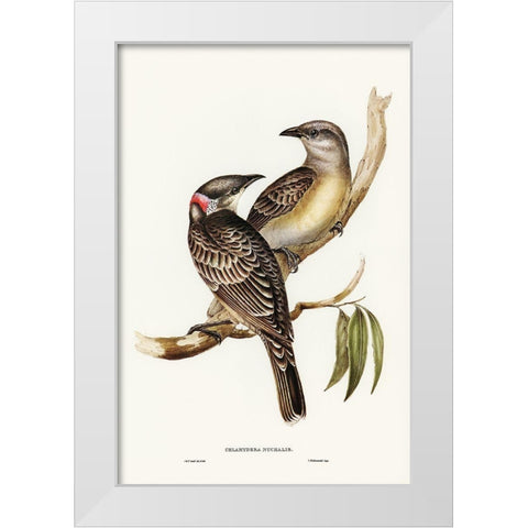 Great Bower Bird-Chlamydera nuchalis White Modern Wood Framed Art Print by Gould, John