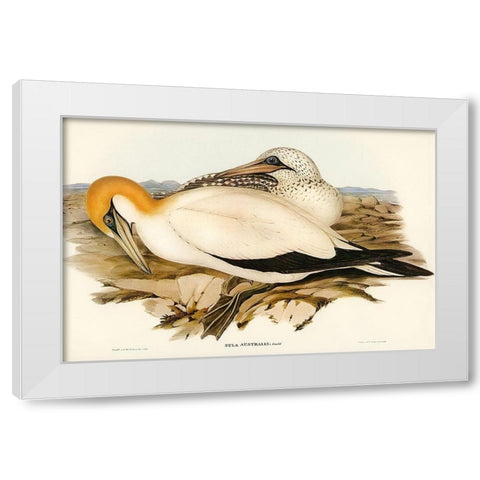 Australian Gannet-Sula Australis White Modern Wood Framed Art Print by Gould, John