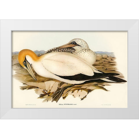 Australian Gannet-Sula Australis White Modern Wood Framed Art Print by Gould, John