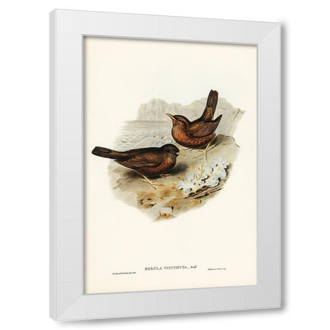 Vinous-tinted Blackbird-Merula vinitincta White Modern Wood Framed Art Print by Gould, John