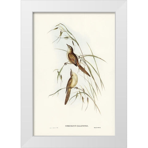 Tawny Sphenoeacus-Phenoeacus galactotes White Modern Wood Framed Art Print by Gould, John