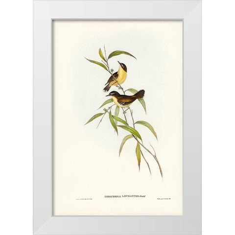 Buff-breasted scrubwren-Sericornis laevigaster White Modern Wood Framed Art Print by Gould, John