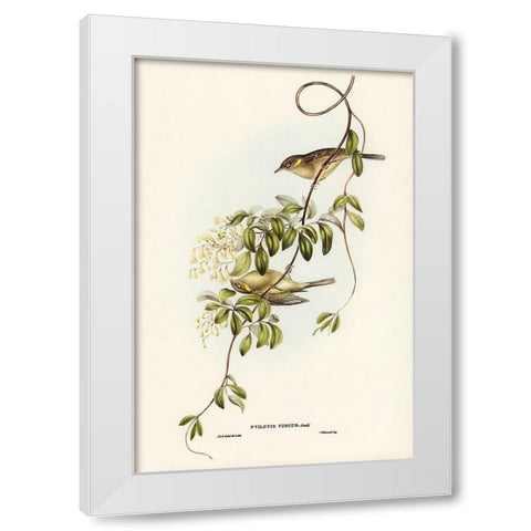 Fuscous Honey-eater-Ptilotis fusca White Modern Wood Framed Art Print by Gould, John