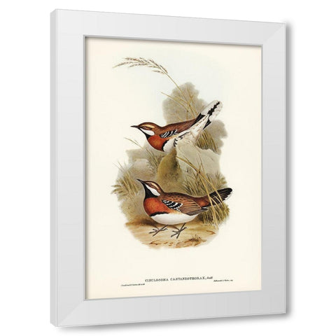 Chestnut-breasted Ground-Thrush-Cinclosoma castaneothorax White Modern Wood Framed Art Print by Gould, John