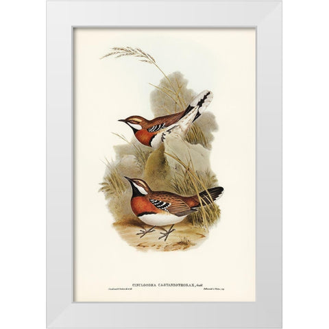 Chestnut-breasted Ground-Thrush-Cinclosoma castaneothorax White Modern Wood Framed Art Print by Gould, John