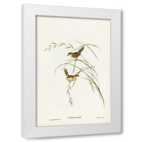 Exile Warbler-Cysticola exilis White Modern Wood Framed Art Print by Gould, John