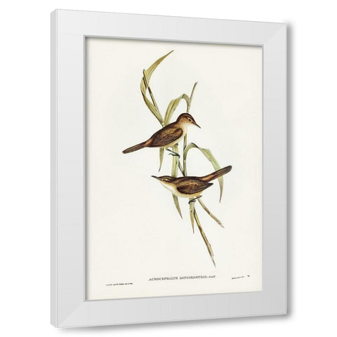 Long-billed Reed Warbler-Acrocephalus longirostris White Modern Wood Framed Art Print by Gould, John
