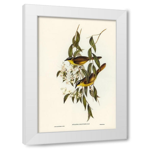 Wattle-cheeked Honey-eater-Ptilotis cratitius White Modern Wood Framed Art Print by Gould, John