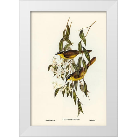 Wattle-cheeked Honey-eater-Ptilotis cratitius White Modern Wood Framed Art Print by Gould, John