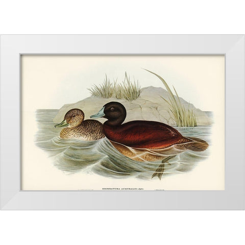 Blue-billed Duck-Erismatura Australis White Modern Wood Framed Art Print by Gould, John