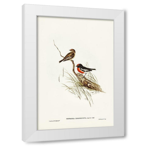 Red-capped Robin-Petroica Goodenovii White Modern Wood Framed Art Print by Gould, John