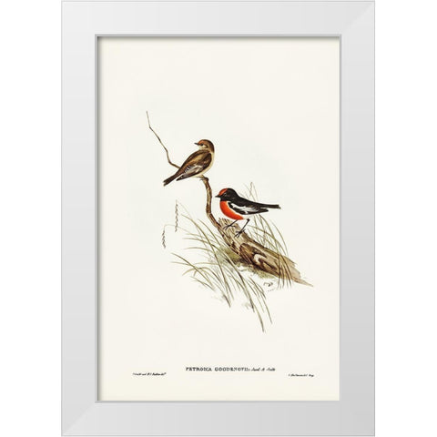Red-capped Robin-Petroica Goodenovii White Modern Wood Framed Art Print by Gould, John