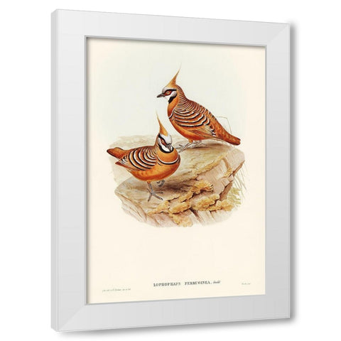Rust-coloured Bronzewing-Lophophaps ferruginea White Modern Wood Framed Art Print by Gould, John