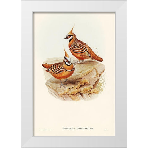 Rust-coloured Bronzewing-Lophophaps ferruginea White Modern Wood Framed Art Print by Gould, John